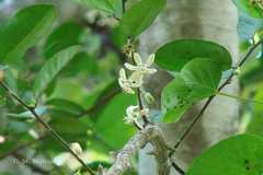 Paramignya monophylla